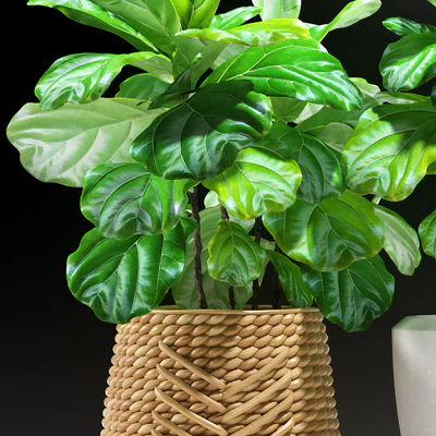 PLANTS 115 — Ver 2