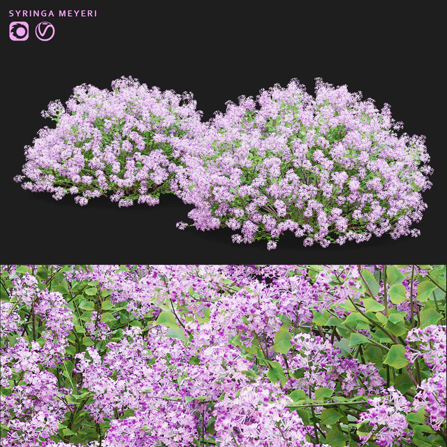 Mayers lilac bushes | Syringa meyeri — Descargar