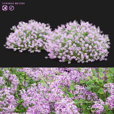 Mayers lilac bushes | Syringa meyeri — скачать