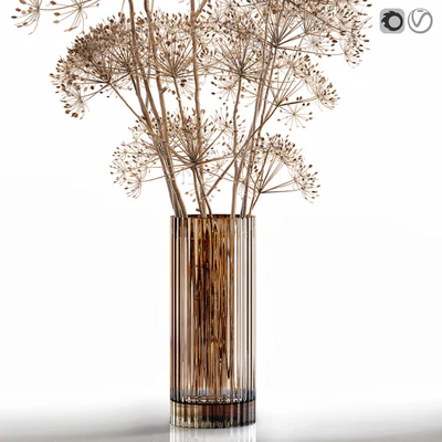 Dry flowers 7 Heracleum — Вид 3