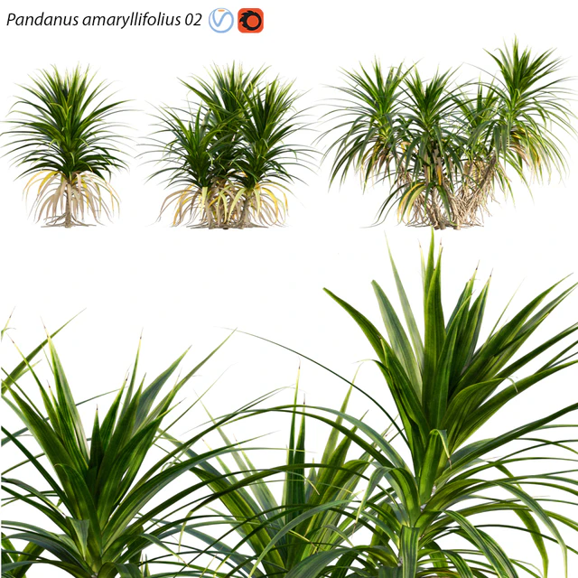 Pandanus amaryllifolius | Pandan leaves | Edible pandan 02 — Descargar