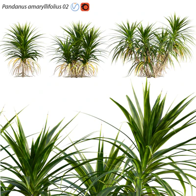 Pandanus amaryllifolius | Pandan leaves | Edible pandan 02 — Ver 1