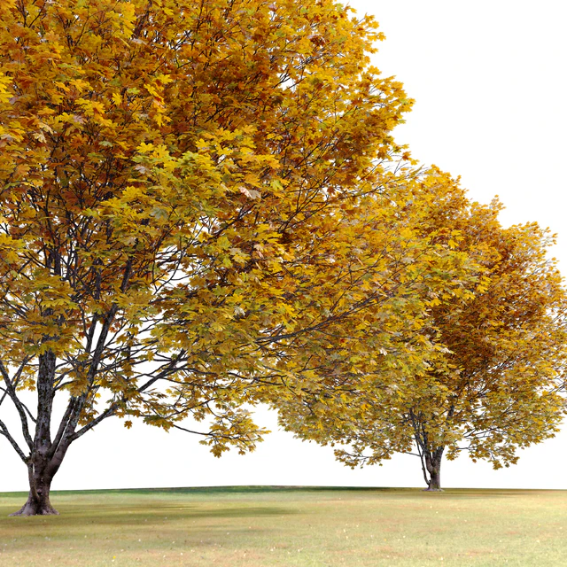Acer macrophyllum (autumn) — Descargar