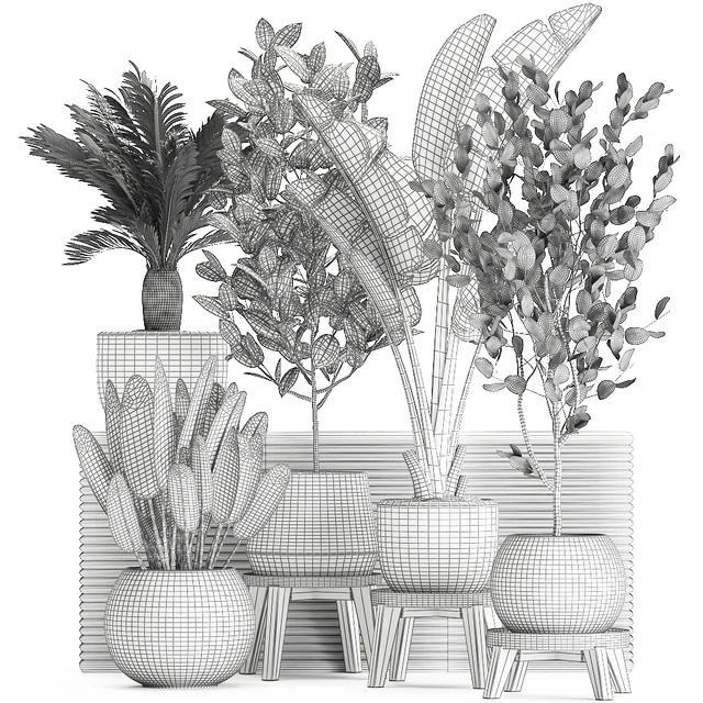 Collection of plants in white pots with a tree, Strelitzia, Cicada, banana palm, ficus. Set 626. — Descargar