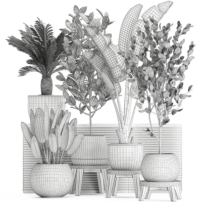 Collection of plants in white pots with a tree, Strelitzia, Cicada, banana palm, ficus. Set 626. — Ver 3