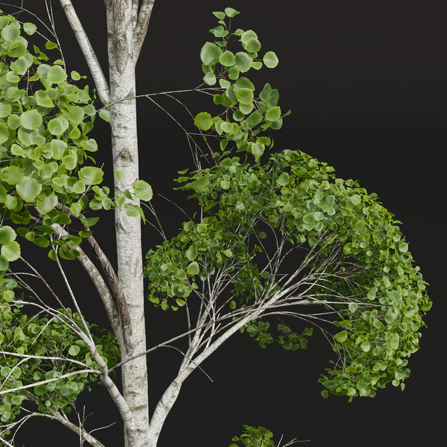 New Plant High detail Populus Tremuloides 2trees — Descargar