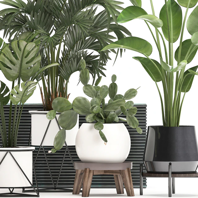 Collection of small plants in white modern pots with prickly pear cactus, banana palm, monstera, strelitzia. Set 448. — Descargar