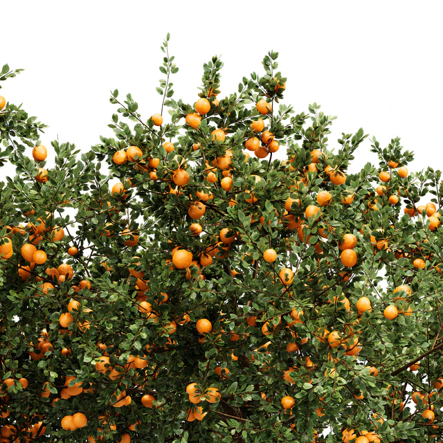 fruit trees Orange and apple — Скачать