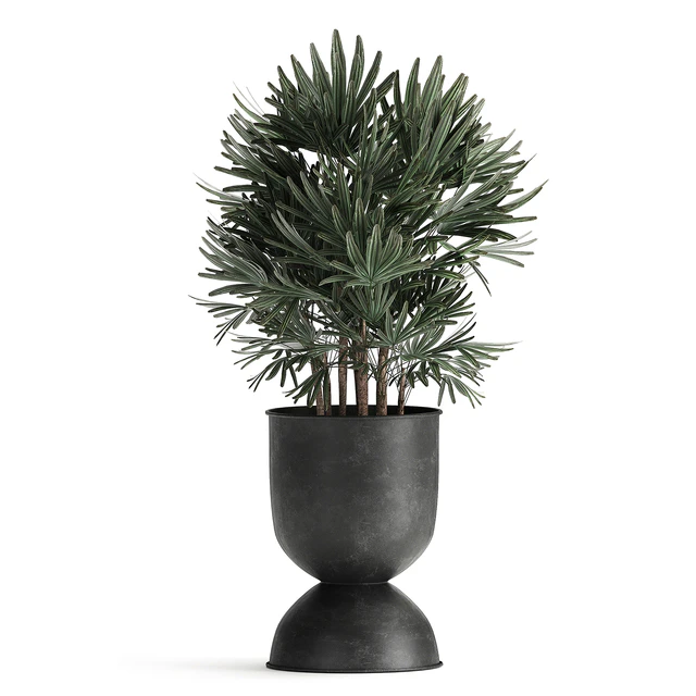Collection of plants in black metal pots with Strelitzia, banana palm, Alokasia, rapeseed. Set 897. — Descargar