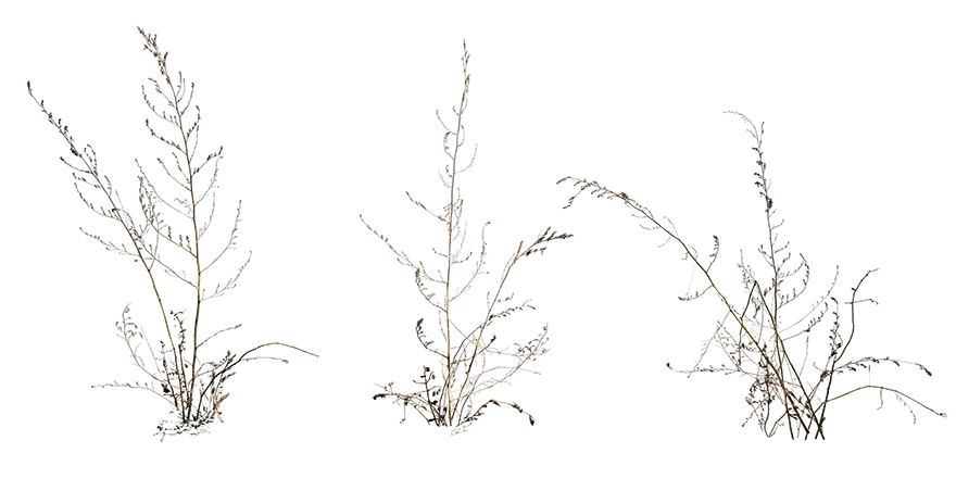 dry weeds 001 — Descargar