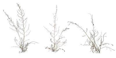 dry weeds 001 — download