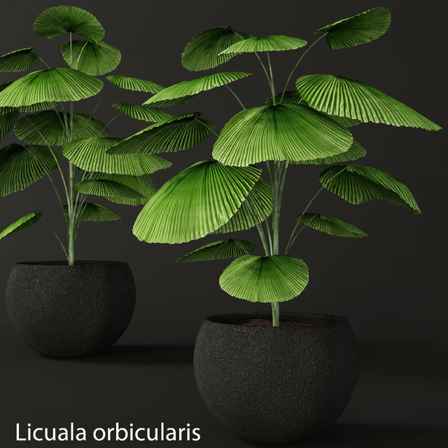 Licuala orbicularis, Likuala, decorative palm tree, pot, flowerpot, office — Descargar