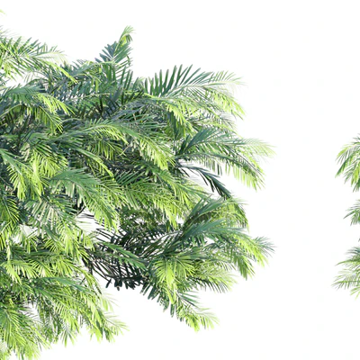 Creeping Plum Yew | Cephalotaxus harringtonia "Prostrata" — Вид 3
