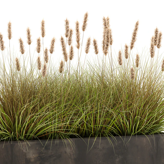 Outdoor metal pot in the bushes Pampas grass, flowerpot, flowerbed, reed. 905. — Descargar