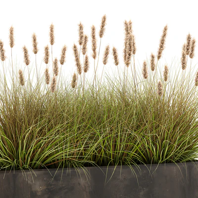 Outdoor metal pot in the bushes Pampas grass, flowerpot, flowerbed, reed. 905. — Ver 4
