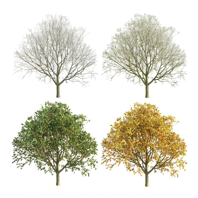 Apple tree 3 season — Descargar