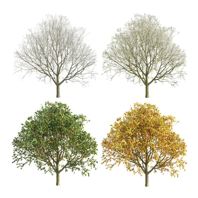 Apple tree 3 season — Ver 1