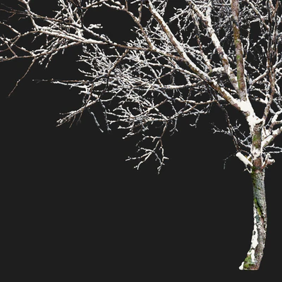 Winter Fraxinus pennsylvanica — Вид 4