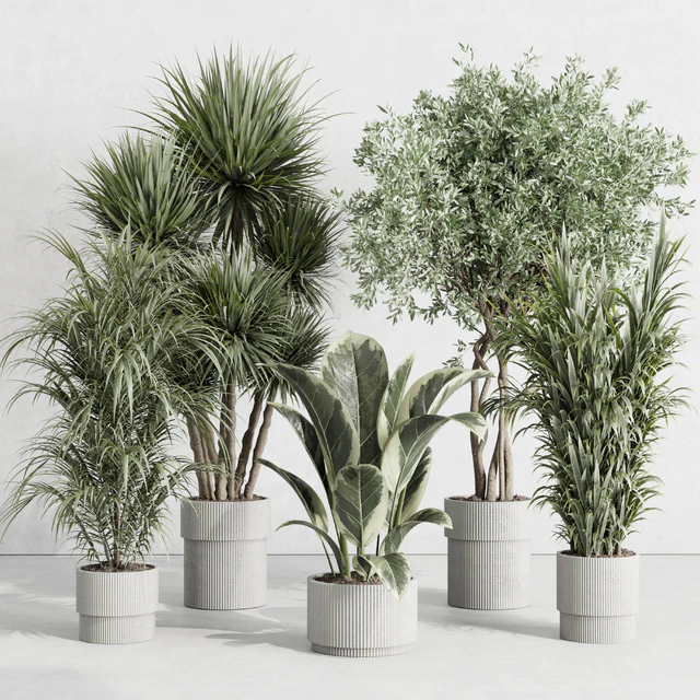 indoor plant set 414 plant ficus elastica tree palm bush concrete vase — Скачать