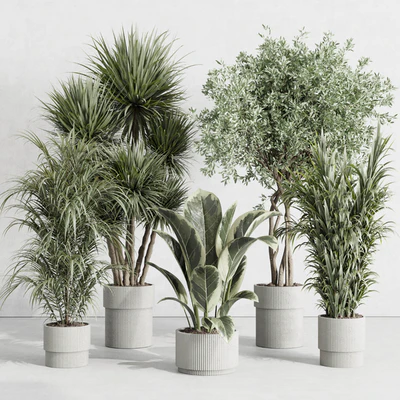 indoor plant set 414 plant ficus elastica tree palm bush concrete vase — Вид 1