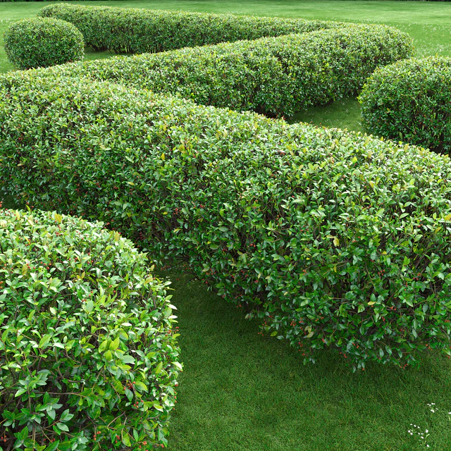 Cotoneaster lucidus hedge #2 — Descargar