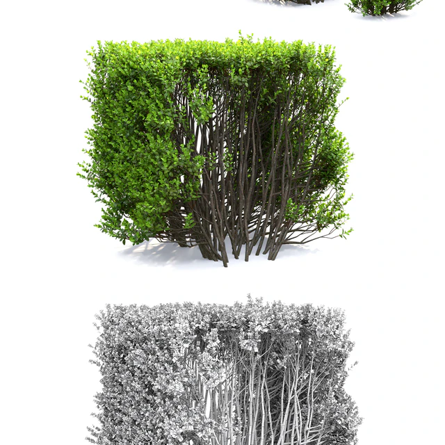Buxus — Скачать