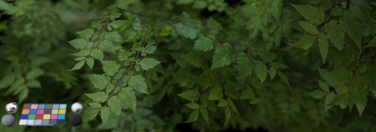 leaf 006 — Скачать