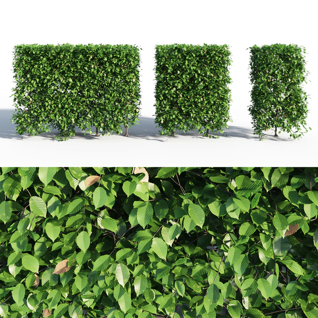 Hornbeam hedge — Descargar