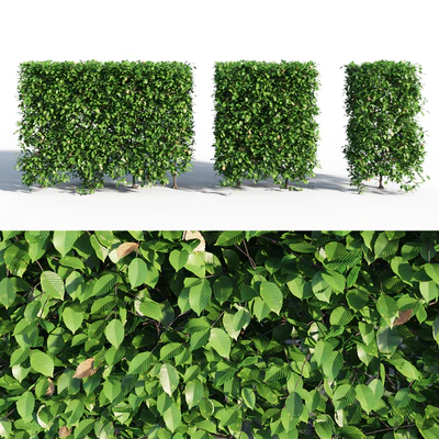 Hornbeam hedge — Ver 1