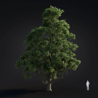 021 japanese alder — Descargar
