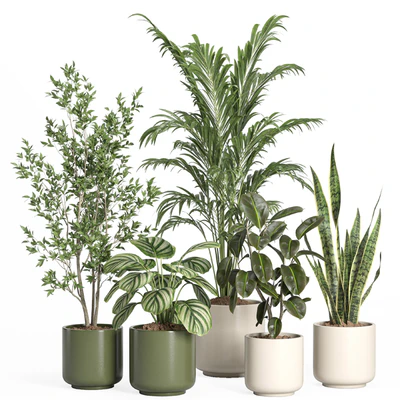 indoor plant set 56- ceramic pot — Ver 1