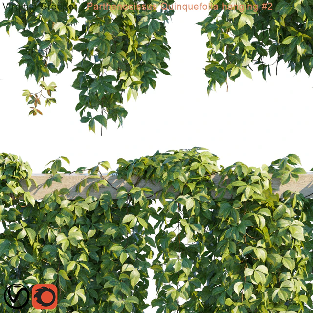 Virginia Creeper | Parthenocissus Quinquefolia hanging # 2 | 10 module — Descargar