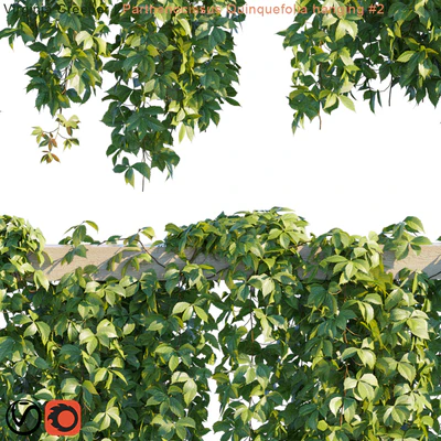 Virginia Creeper | Parthenocissus Quinquefolia hanging # 2 | 10 module — Ver 2