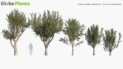 olea europaea manzanillo — descargar