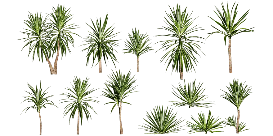 spineless yucca 002 — Скачать