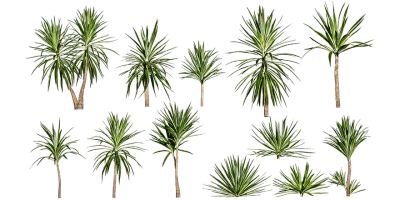 spineless yucca 002 — Скачать