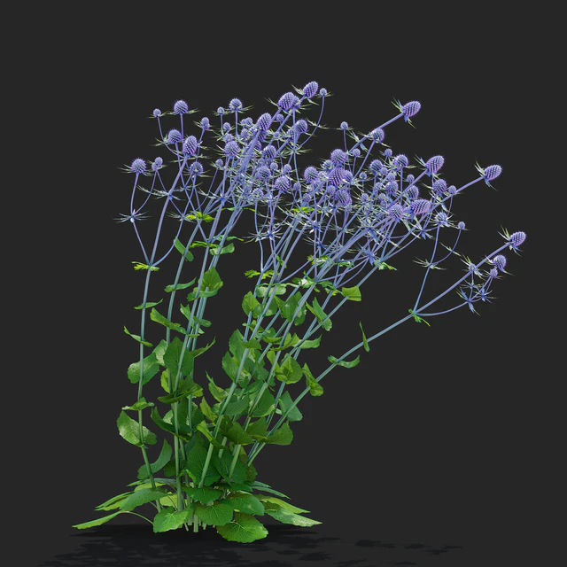 Cinegolovnik flat-leaved flowers | Eryngium planum — Descargar