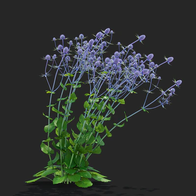 Cinegolovnik flat-leaved flowers | Eryngium planum — Ver 2