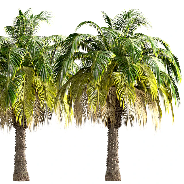 Set of Pygmy Date Palm Trees (Phoenix Roebelenii) (2 Trees) — Descargar