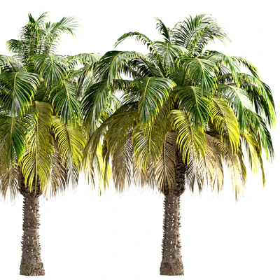 Set of Pygmy Date Palm Trees (Phoenix Roebelenii) (2 Trees) — Ver 3