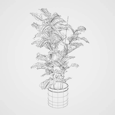 Ficus \ lyrate — Ver 3