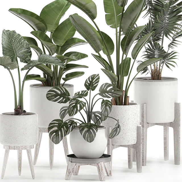 Collection of small plants in white pots on legs with Strelitzia, banana palm, hovea, monstera, alokasia. Set 557. — Descargar