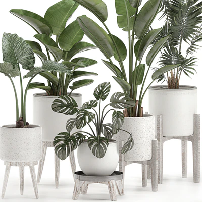 Collection of small plants in white pots on legs with Strelitzia, banana palm, hovea, monstera, alokasia. Set 557. — Ver 2