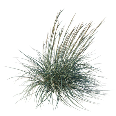 Leymus arenarius Blue Dune grass 02 — Вид 3