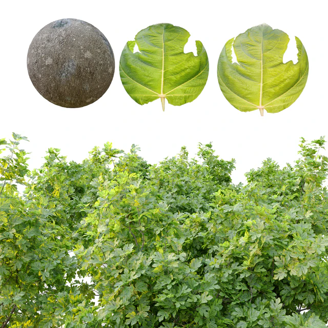 Ficus carica (fig tree)  2 — Descargar