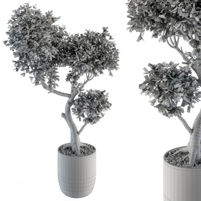 Plant Big Bonsai Indoor Plants 110 — Ver 3