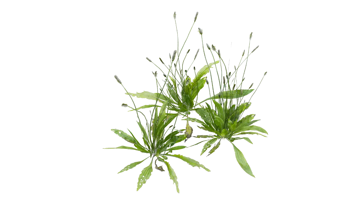 narrowleaf plantain 001 — Descargar