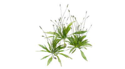 narrowleaf plantain 001 — download