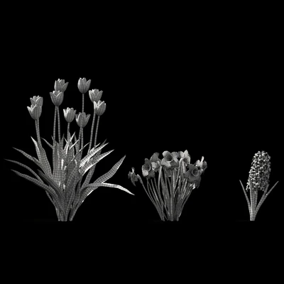 Collection of spring flowers | Spring flowers vol. 1 — Ver 3