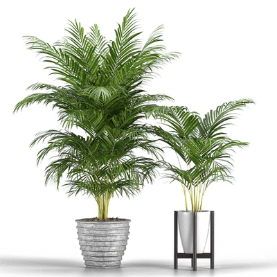 Set of plants No. 3 (Areca palm, fern) — Ver 2